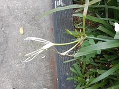 Hymenocallis littoralis