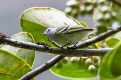 Camptostoma obsoletum