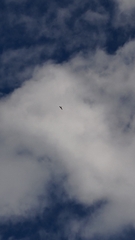 Accipiter trivirgatus