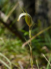 Pterostylis ampliata