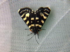 Phalaenoides tristifica