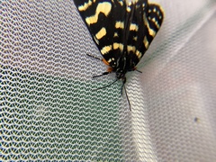 Phalaenoides tristifica