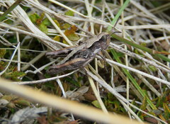 Sigaus australis