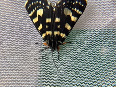 Phalaenoides tristifica