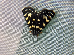 Phalaenoides tristifica