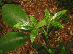Melicope micrococca