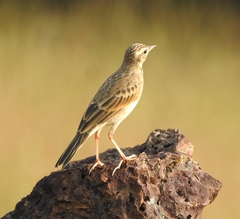 Anthus rufulus