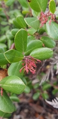 Arctostaphylos sensitiva