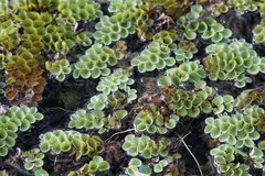 Salvinia cucullata
