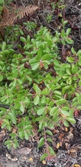 Arctostaphylos sensitiva