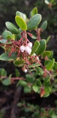 Arctostaphylos sensitiva