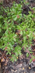 Arctostaphylos sensitiva