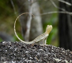 Diporiphora australis