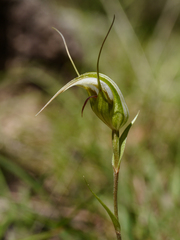 Pterostylis ampliata