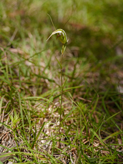 Pterostylis ampliata