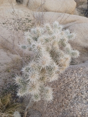 Cylindropuntia echinocarpa