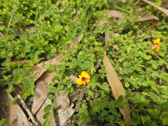 Bossiaea decumbens