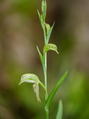 Pterostylis major