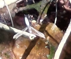 Orthetrum triangulare