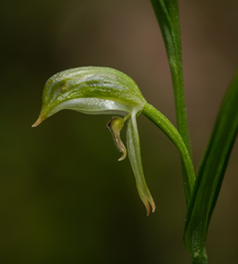 Pterostylis major