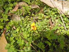 Bossiaea decumbens