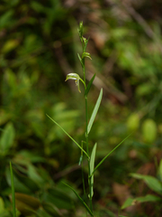 Pterostylis major