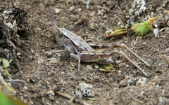 Sigaus australis