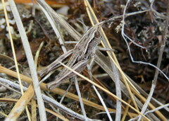 Sigaus australis