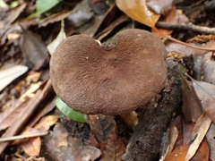 Lactifluus gerardii
