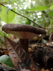 Lactifluus gerardii