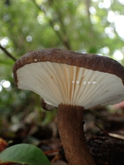 Lactifluus gerardii