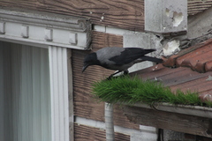 Corvus cornix