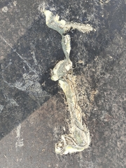 Craspedocephalus gramineus