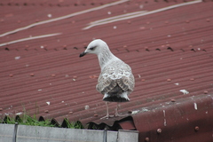 Larus michahellis