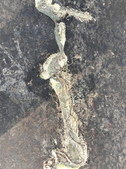 Craspedocephalus gramineus