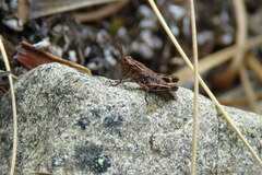 Catantopinae