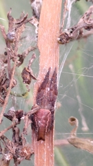 Cyrtophora exanthematica