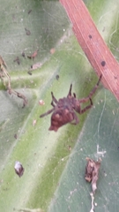 Cyrtophora exanthematica