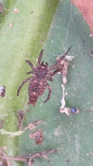 Cyrtophora exanthematica