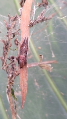 Cyrtophora exanthematica