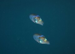 Sepioteuthis australis