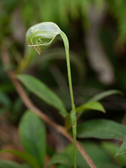 Pterostylis hispidula