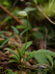 Pterostylis hispidula