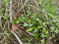Erythrina vespertilio