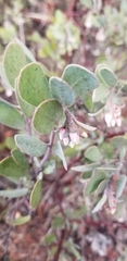 Arctostaphylos silvicola
