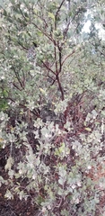 Arctostaphylos silvicola