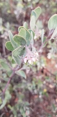 Arctostaphylos silvicola