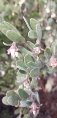 Arctostaphylos silvicola