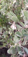 Arctostaphylos silvicola