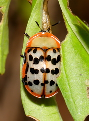 Conchyloctenia punctata
